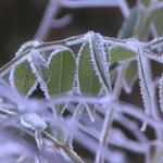Frosty North Carolina Morn
