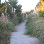 Edisto Island Pathway