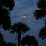 Palmetto under the Full Moon