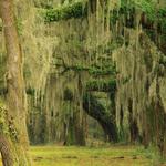 Live Oaks and Spanish Moss