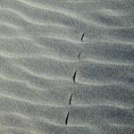 Sewing with Wind 1