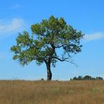 Lone Tree in Nebraska
