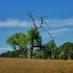 Lone Tree on the Prairie 2