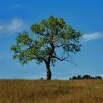Lone Tree on the Prairie3